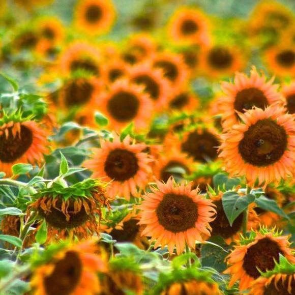 Profile Picture of Jeffrey Tillitt (@jelijaht) on Poshmark