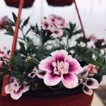 Profile Picture of Kuća Cveća Adamović (@kuca_cveca_adamovic) on Instagram