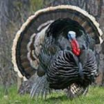 Profile Picture of Matthew Deeringwater (@redneck_countryboy12) on Instagram