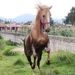 Profile Picture of Jose Alfredo Samano (@samanojosealfredo) on Instagram