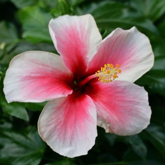 Profile Picture of Lisa Day (@lisaeday74) on Poshmark