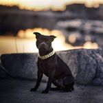 Dennisthestaff - Instagram Profile Picture of Dennisthestaff (@dennis_the_staffi) on Instagram