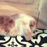 Profile Picture of Gabrysia M (@lucykluska) on Instagram