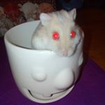 Profile Picture of Alvin Cheeks🐹🐹 (@alvincheeks123) on Instagram