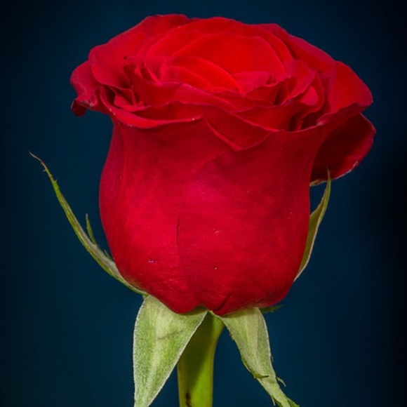 Blessone Gilliom - Poshmark Profile Picture of Blessone Gilliom (@blesssone) on Poshmark