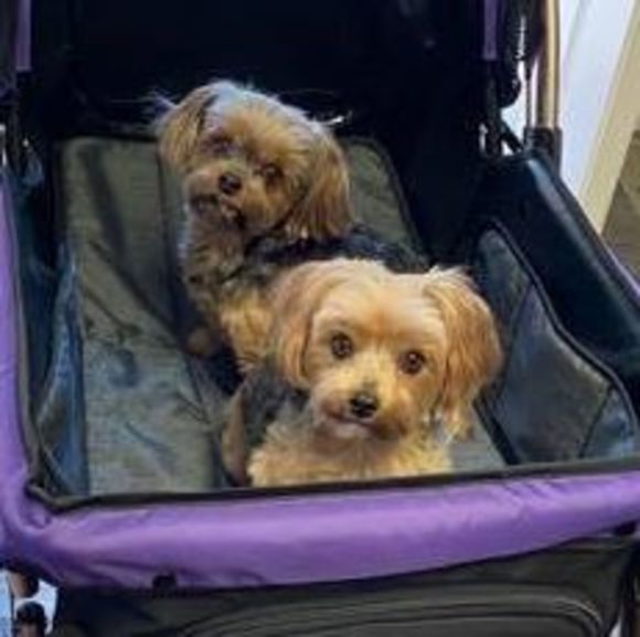 Profile Picture of Karla Tillitt (@lynette123) on Poshmark