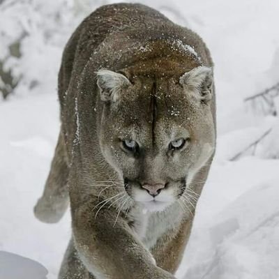 Profile Picture of Chris Telle (@cirtelle) on Twitter