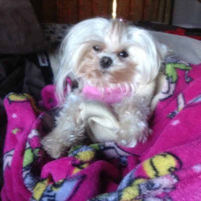 Profile Picture of Connie Hanwright (@alconnie) on Twitter