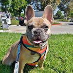 Profile Picture of Elizabeth James (@kobe_b_thebluefawnfrenchie) on Instagram