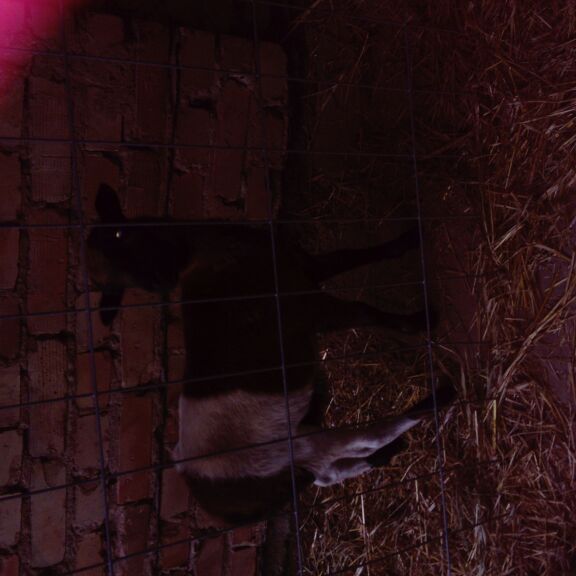 Profile Picture of Charlotte Schultz (@cokocahrlotte) on Tiktok