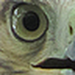 Profile Picture of David Hinds (@sqmonkey) on Flickr