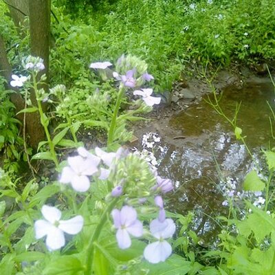 Profile Picture of Lynne Clements (@LoxMudPrincess) on Twitter