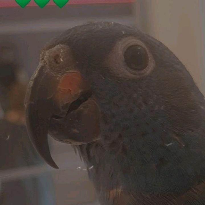 Profile Picture of UWU😋 (@nancytheparrot) on Tiktok