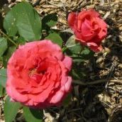 Profile Picture of Monica Neiderman (@sewnsew313) on Pinterest