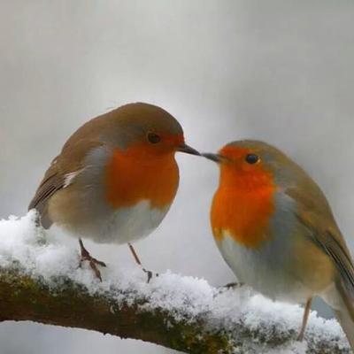 Profile Picture of Ray Blackwell (@blackray1960) on Twitter