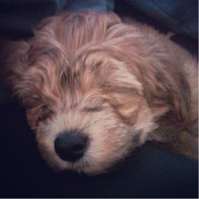 Profile Picture of Jacob Janzen (@jacob7jets) on Twitter