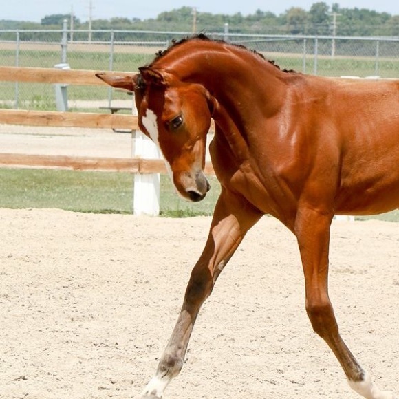 Profile Picture of Kim Cederlund (@xhalt10) on Poshmark