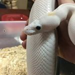 Profile Picture of Brad Romano (@beyond_borders_reptiles) on Instagram