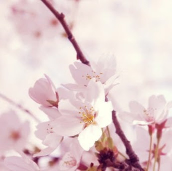 Profile Picture of Ella Cettiga (@ellce_) on Poshmark