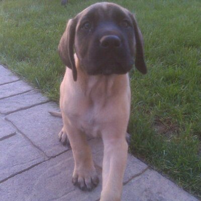 Profile Picture of Brian P. Stahl (@BPStahl) on Twitter