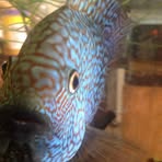 Profile Picture of Daniel Gresham (@okc.cichlids) on Facebook