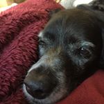 Profile Picture of Veda Thompson (@frito_feet_) on Instagram