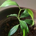 Profile Picture of Sulma Janett Alcalá V (@suyrajanett) on Instagram