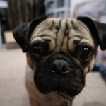 Profile Photo of Bruce Chin (@a.pug.named.bruce) on Instagram