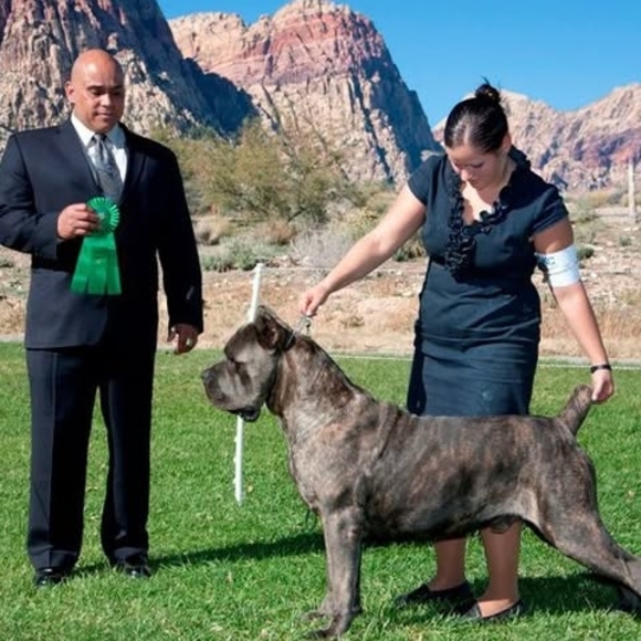 Profile Picture of Barry Gorelick (@barrytopdog) on Poshmark