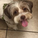 Profile Picture of Chip The Lhasapoo (@chipleyendecker) on Instagram