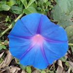 Profile Picture of Leve Leve tour guia stp (@leve_leve_tour_guia_stp) on Instagram