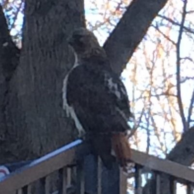 Profile Picture of Jeremy Speaks (@Luped_In) on Twitter