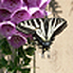 Profile Picture of gypsi_chic (@gypsi_chic) on Flickr