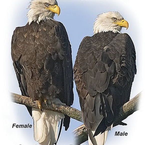 Profile Picture of Aidan Arbona (@aidanaa) on Poshmark