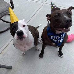 Profile Picture of Danny Basille (@dannybasille) on Tiktok