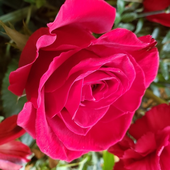 Profile Picture of Jenelle Bellew (@mrscnfd) on Poshmark