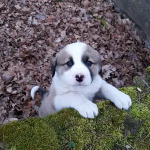 Profile Picture of Animal Paradies💕 (@animal.paradies) on Tiktok