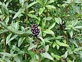 Profile Picture of Privet - Wikipediaon Wikipedia