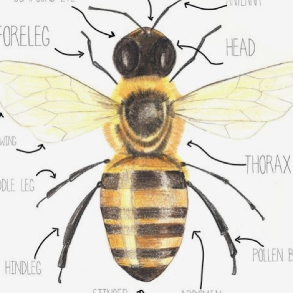 Profile Picture of Tori Marsh (@_honeybeez) on Poshmark