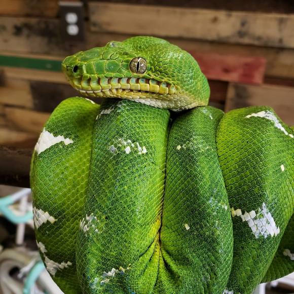 Profile Picture of Scott Hudgins (@scotthudgins) on Poshmark