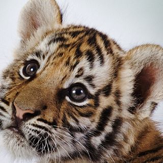 Profile Picture of Anthony Rudisill (Tony Rudisill) (@anthony.rudisill.1) on Facebook