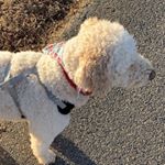 rockybear____ - Instagram Profile Picture of rockybear____ (@rockybear____) on Instagram