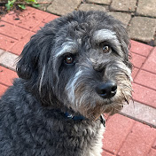 Profile Picture of Jim Callahan (@JimCallahan-IrishUkulele) on Youtube