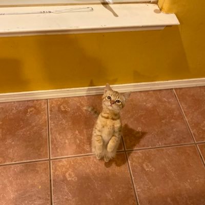 Profile Picture of Marla Jewell Carrillo Matthews (@marlajm71) on Twitter