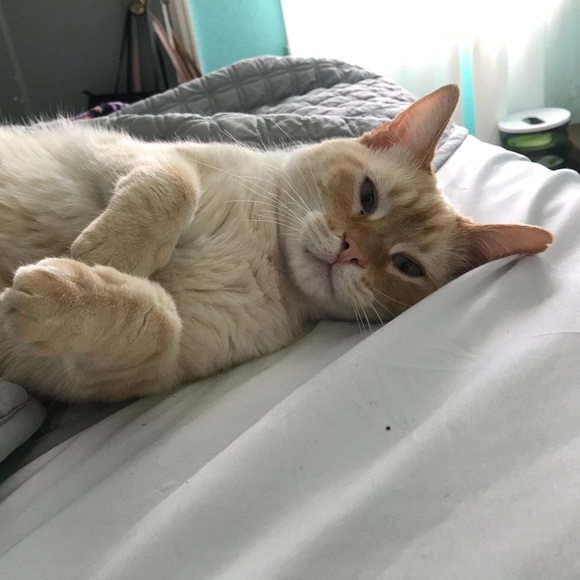 Profile Picture of Sandra Mata (@matasandy31) on Poshmark