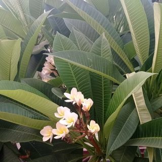 Profile Picture of Su Shwe Khaing (@sushwekhaing04) on Instagram