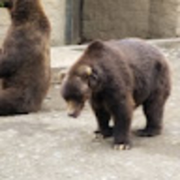 Profile Picture of Chris Sliva (@slivamania247) on Poshmark