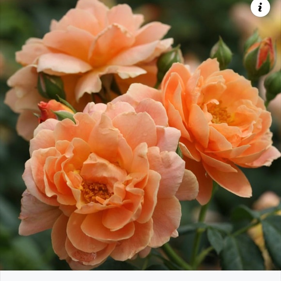 Profile Picture of Meri Petrovski (@meripetrovski) on Poshmark