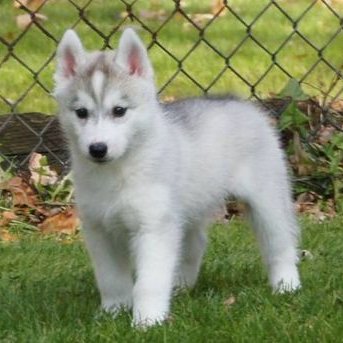 Profile Picture of Lisa Springgate (@LisaSpringgate) on Twitter