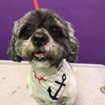 Albert Lombardo - Instagram Profile Picture of Albert Lombardo (@lombardo.albert) on Instagram